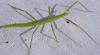 305361 – Photo : Christian Berquer – France (50)